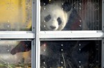 2 giant pandas arrive in Belgium on loan from China - 10