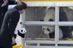 2 giant pandas arrive in Belgium on loan from China - 9