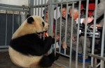 2 giant pandas arrive in Belgium on loan from China - 15