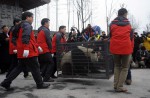 2 giant pandas arrive in Belgium on loan from China - 12