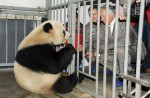 2 giant pandas arrive in Belgium on loan from China - 17