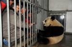 2 giant pandas arrive in Belgium on loan from China - 16