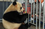 2 giant pandas arrive in Belgium on loan from China - 18