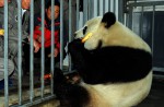 2 giant pandas arrive in Belgium on loan from China - 19