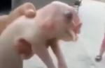 Footage of mutant pig with 'elephant trunk' surfaces online  - 2