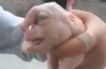 Footage of mutant pig with 'elephant trunk' surfaces online  - 3