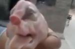 Footage of mutant pig with 'elephant trunk' surfaces online  - 6