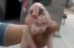 Footage of mutant pig with 'elephant trunk' surfaces online  - 5