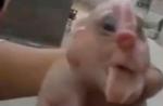 Footage of mutant pig with 'elephant trunk' surfaces online  - 7