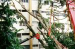 Tree crashes into 6 Pearl Bank Apartments - 2