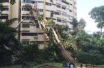 Tree crashes into 6 Pearl Bank Apartments - 1