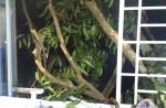 Tree crashes into 6 Pearl Bank Apartments - 5