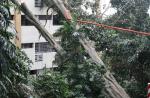 Tree crashes into 6 Pearl Bank Apartments - 4