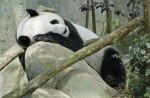 Is panda Jia Jia pregnant? - 2