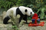 Is panda Jia Jia pregnant? - 1