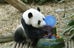 Is panda Jia Jia pregnant? - 11