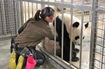 Is panda Jia Jia pregnant? - 10