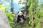 Celebrate Panda Party at the River Safari - 2