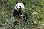 Celebrate Panda Party at the River Safari - 4