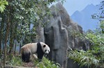 Celebrate Panda Party at the River Safari - 11