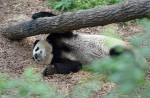 Celebrate Panda Party at the River Safari - 18