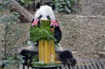 Celebrate Panda Party at the River Safari - 23