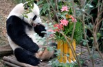 Celebrate Panda Party at the River Safari - 26