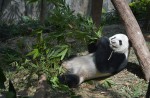 Celebrate Panda Party at the River Safari - 28