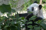 Celebrate Panda Party at the River Safari - 30
