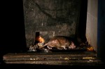 Rats living the 'high life' in Choa Chu Kang - 6