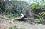 Kai Kai, Jia Jia gear up for second try at making a baby - 2