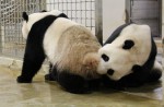 Kai Kai, Jia Jia gear up for second try at making a baby - 3