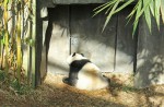 Kai Kai, Jia Jia gear up for second try at making a baby - 7