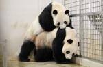 Kai Kai, Jia Jia gear up for second try at making a baby - 4