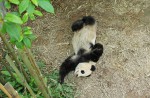 Kai Kai, Jia Jia gear up for second try at making a baby - 6
