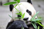 Kai Kai, Jia Jia gear up for second try at making a baby - 10
