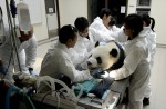 Kai Kai, Jia Jia gear up for second try at making a baby - 12