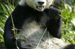 Kai Kai, Jia Jia gear up for second try at making a baby - 13