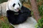 Kai Kai, Jia Jia gear up for second try at making a baby - 14