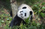 Kai Kai, Jia Jia gear up for second try at making a baby - 16