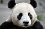 Kai Kai, Jia Jia gear up for second try at making a baby - 15