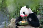 Kai Kai, Jia Jia gear up for second try at making a baby - 18