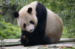 Kai Kai, Jia Jia gear up for second try at making a baby - 19