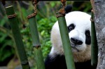 Kai Kai, Jia Jia gear up for second try at making a baby - 20