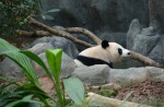 Kai Kai, Jia Jia gear up for second try at making a baby - 29