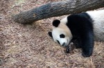 Kai Kai, Jia Jia gear up for second try at making a baby - 28