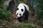 Kai Kai, Jia Jia gear up for second try at making a baby - 35