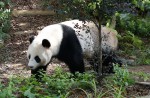 Kai Kai, Jia Jia gear up for second try at making a baby - 34