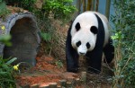 Kai Kai, Jia Jia gear up for second try at making a baby - 36