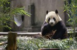 Kai Kai, Jia Jia gear up for second try at making a baby - 40